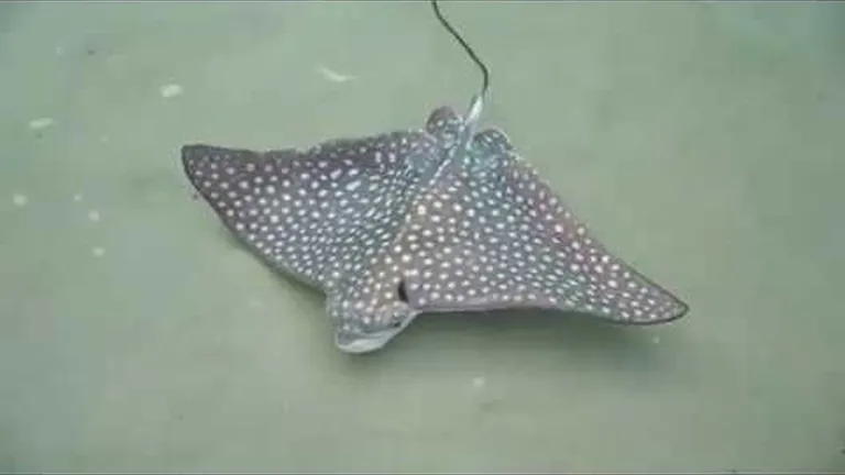 Eagle rays: everything you need to know about the ocean's cutest ray