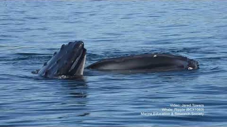 The importance of community - a human and animal perspective