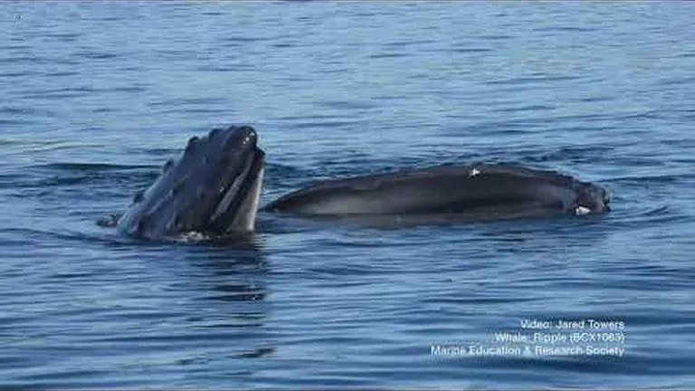 The importance of community - a human and animal perspective