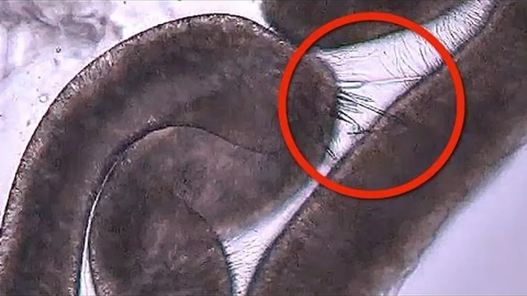 The amazing superpowers of jellyfish