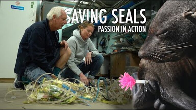 Saving seals: a short film about the passion and innovation behind cape fur seal rescues