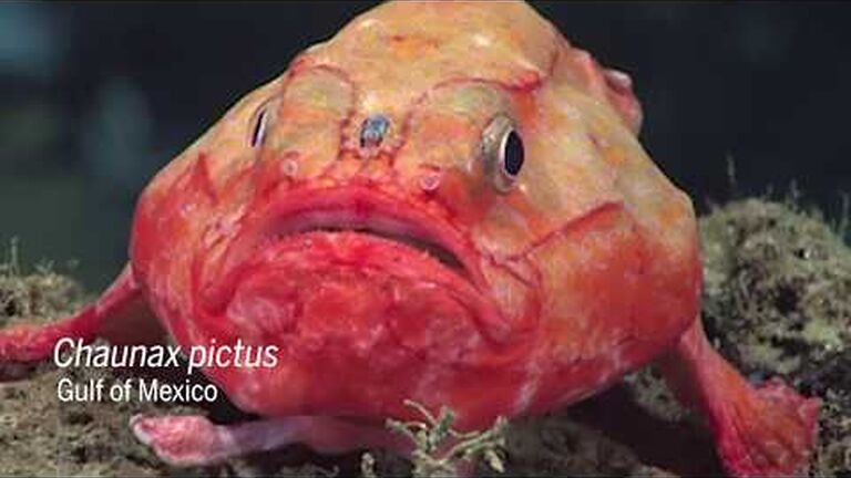 Ocean animals with the weirdest names