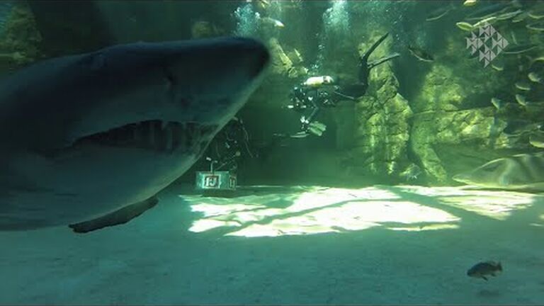 Shark showcase: spotted ragged-tooth shark