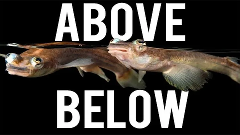 The oddest eyes in the ocean