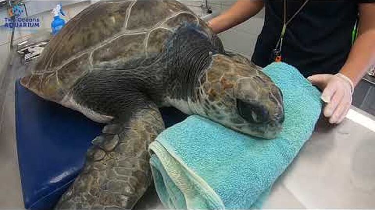 Where are yoshi and alvi? follow the turtles' sea journeys