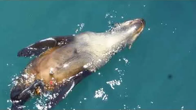 Join foundation crew for monthly ocean-themed education: this month is all about seals!