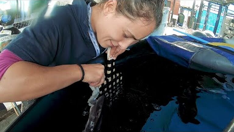 Sea you soon: buy an aquarium ticket or membership in advance of our reopening and help us keep our