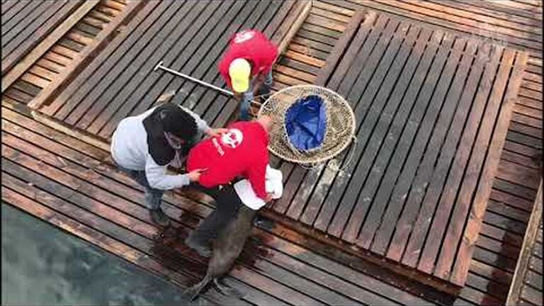 Sea you soon: buy an aquarium ticket or membership in advance of our reopening and help us keep our