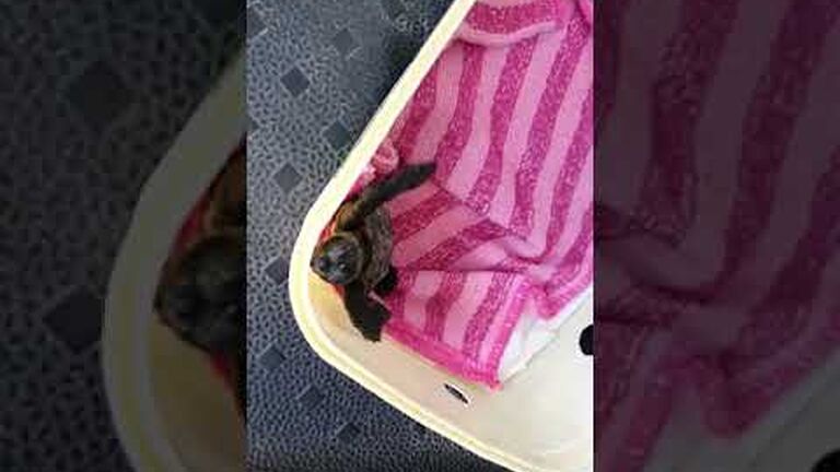 Incredible rooftop rescue for stranded "roofus" the turtle hatchling during covid-19 lockdown