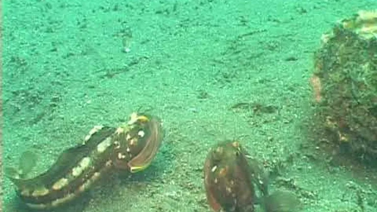 Ocean animals with the weirdest names