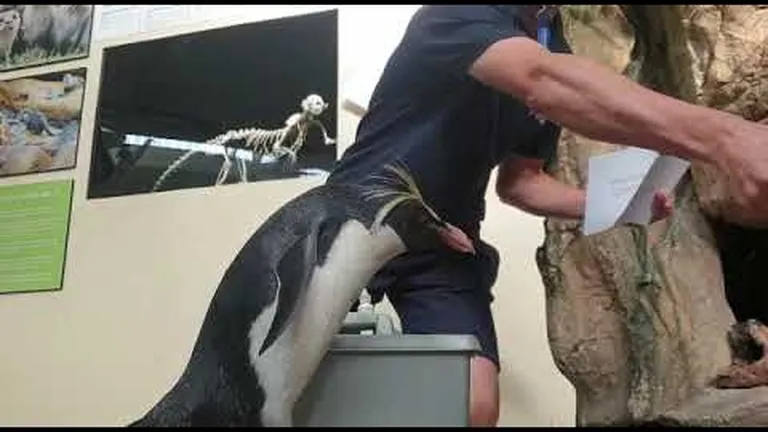 What happens to the aquarium's animals during the lockdown? critical staff are on scene!