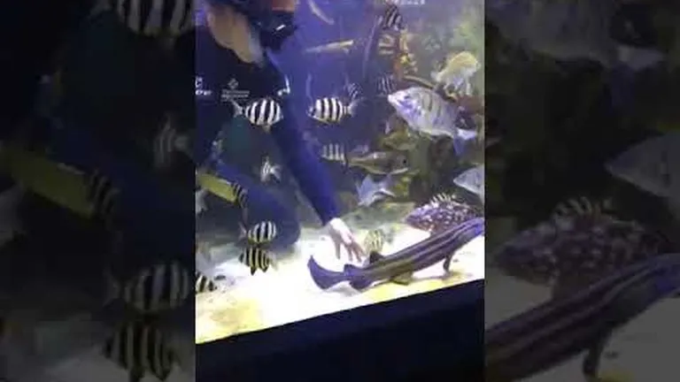 What happens to the aquarium's animals during the lockdown? critical staff are on scene!