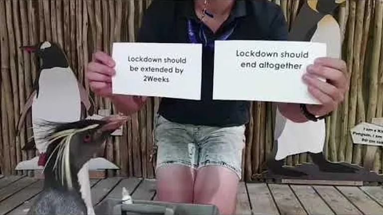 Penguin pick-me-ups!