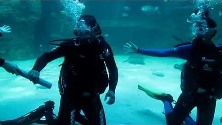 What's it like to scuba dive at the two oceans aquarium?