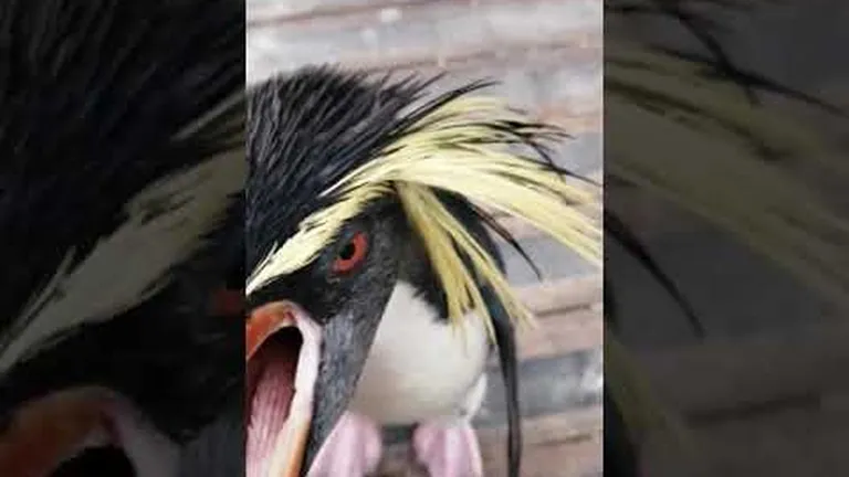 The days of our penguin lives