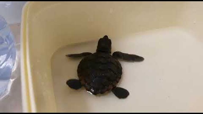 Incredible rooftop rescue for stranded "roofus" the turtle hatchling during covid-19 lockdown