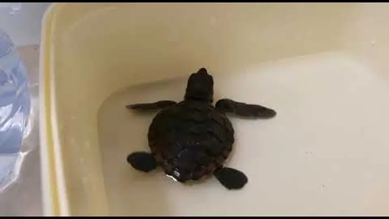 Incredible rooftop rescue for stranded "roofus" the turtle hatchling during covid-19 lockdown