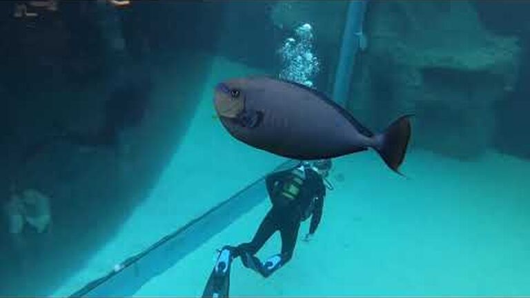 What's it like to scuba dive at the two oceans aquarium?