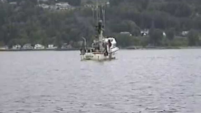 Homeschooling in the ocean: how do sea animals learn from each other