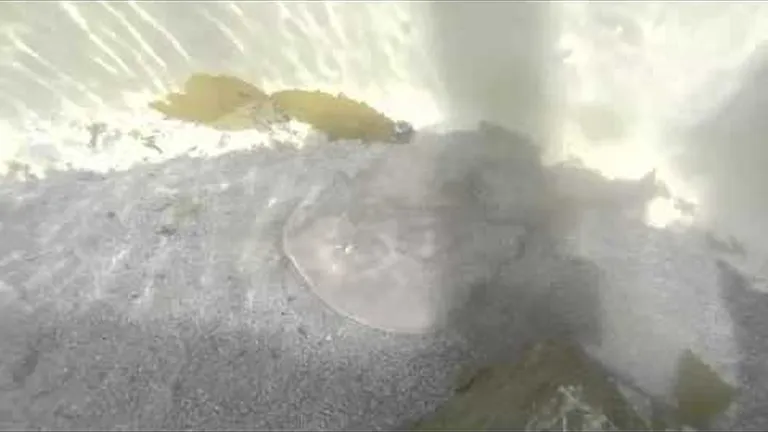 Do sharks drown if they stop swimming?