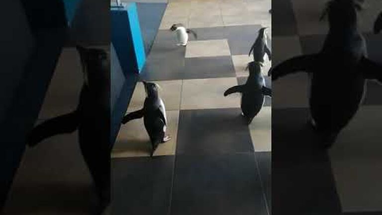 The days of our penguin lives