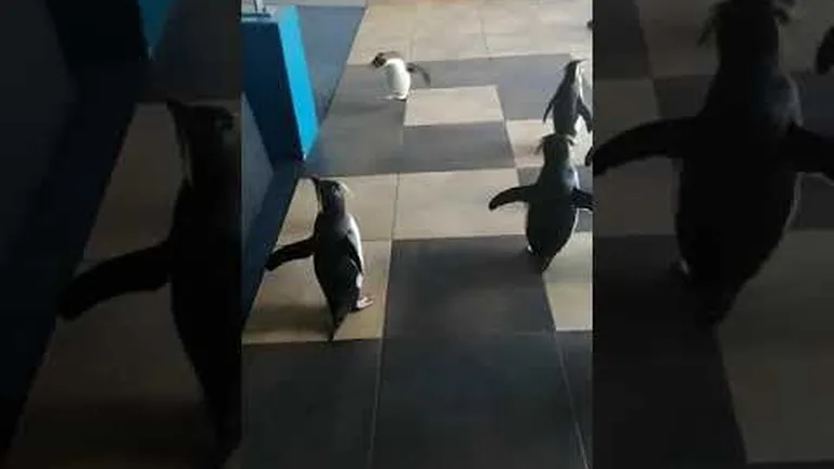 The days of our penguin lives