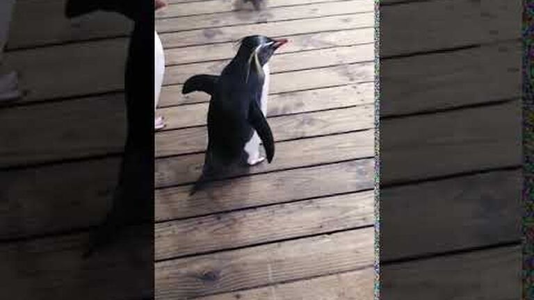 The days of our penguin lives