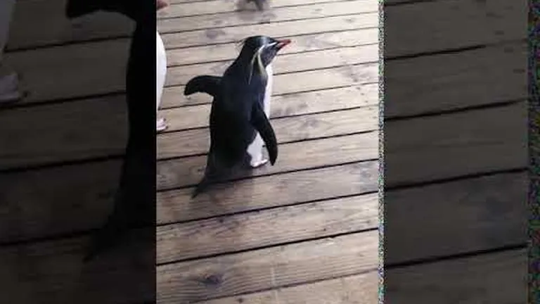 The days of our penguin lives