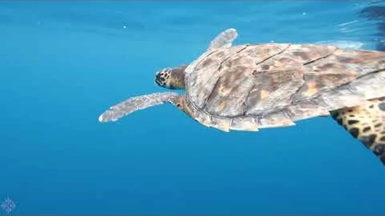 44 endangered sea turtles released into the wild after successful rescue and rehabilitation