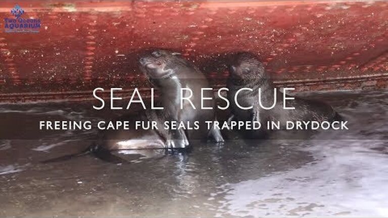 Everything you've ever wanted to know about seal rescues in the v&a waterfront