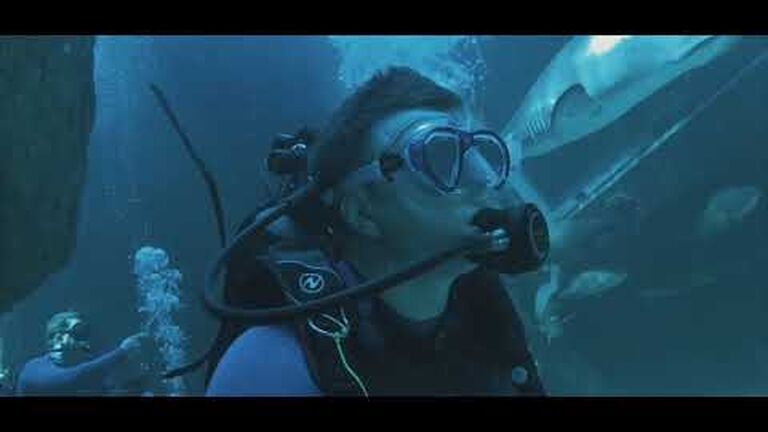 Dive with the sharks at the two oceans aquarium - no cage required!