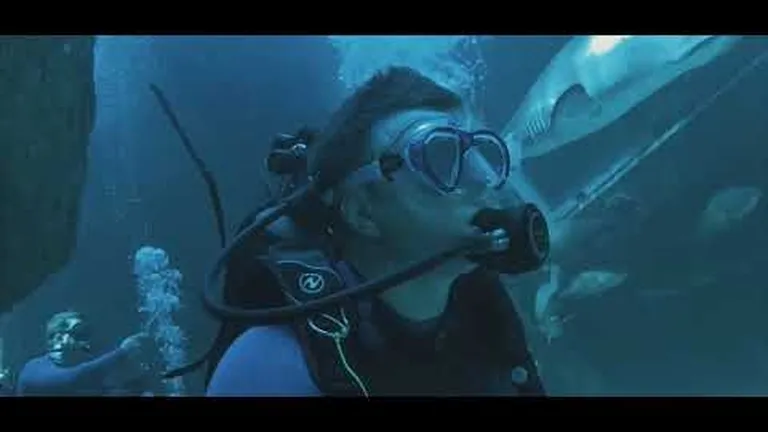 Dive with the sharks at the two oceans aquarium - no cage required!