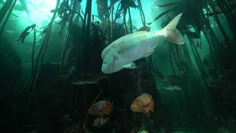 Dive with the sharks at the two oceans aquarium - no cage required!