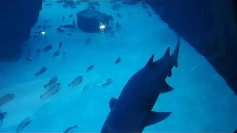 Three (other) fantastic animals you can see in the save our seas foundation shark exhibit