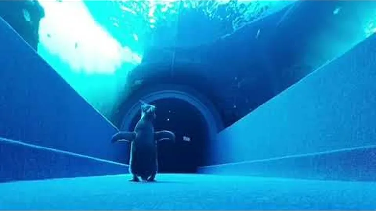 Penguin pick-me-ups!