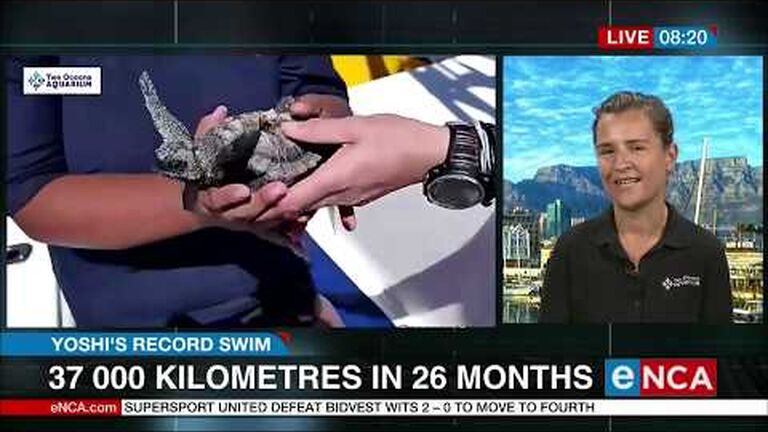 Yoshi the loggerhead turtle sends her last transmission after 40 000km swim!