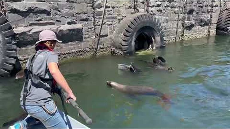 Disentangling cape fur seals - from a boat!