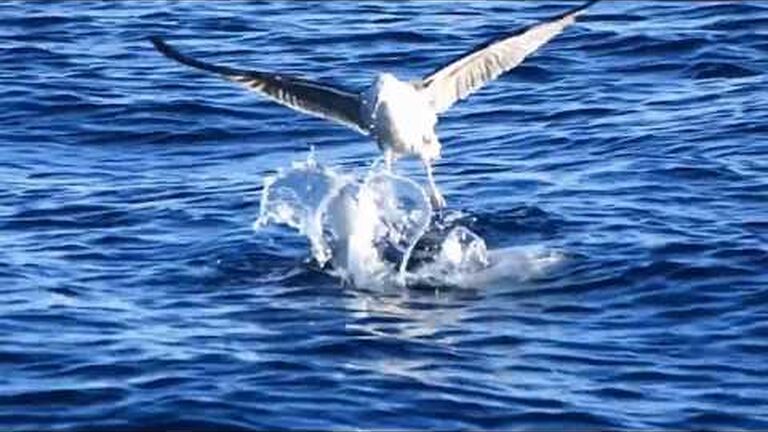 Why did this sunfish jump out of the water?