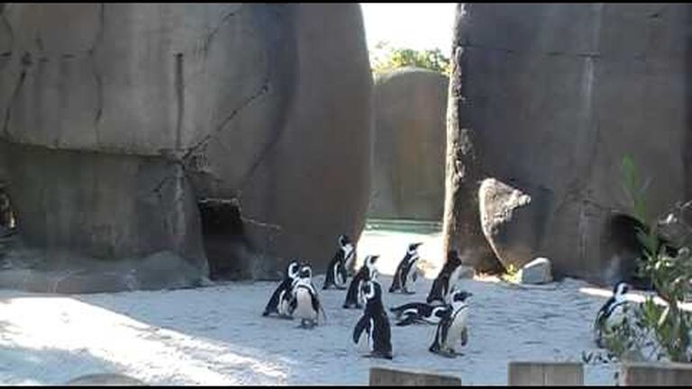 Social distancing: novel ways sea animals stay in touch and communicate with each other