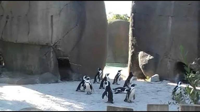 Social distancing: novel ways sea animals stay in touch and communicate with each other