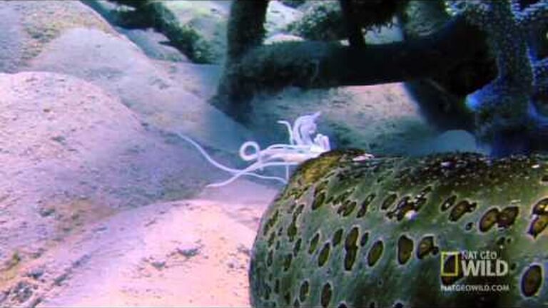 Ocean animals that have unique ways of coping with load shedding's annoying moments