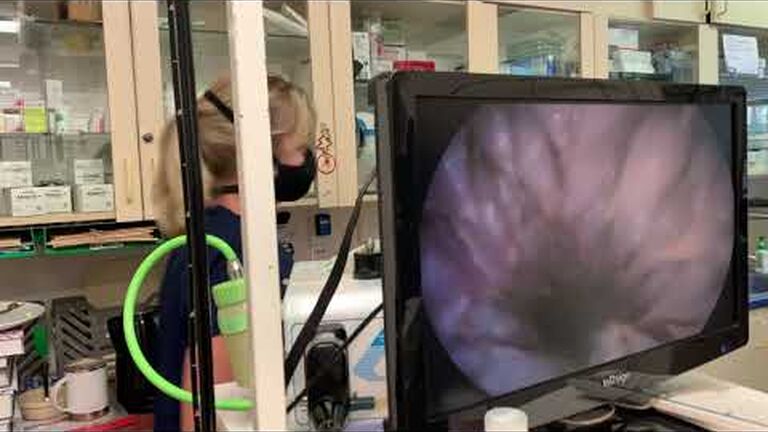 Bob & harry: rescued sea turtles on the path to recovery