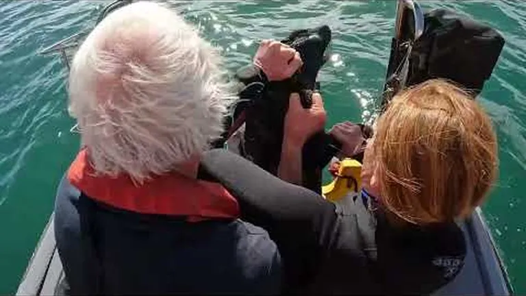 Elusive seal finally helped after nine months of rescue attempts