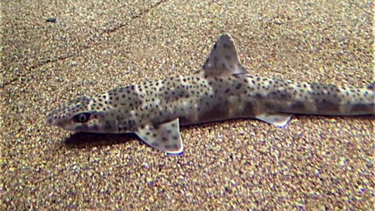 How many types of shark live in south africa's ocean? the list is longer and stranger than you may t