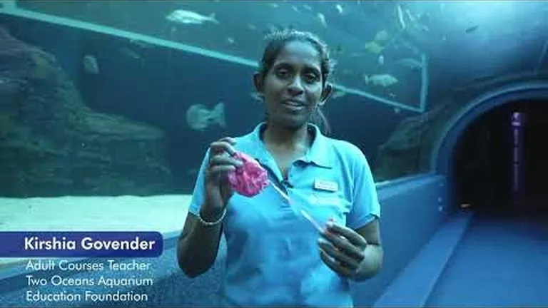 Our team shares a few small actions that they take for the good of the ocean