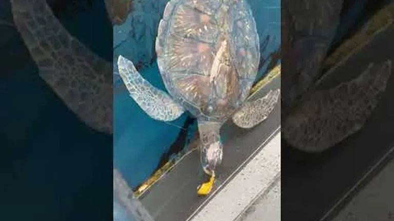 Bob & harry: rescued sea turtles on the path to recovery