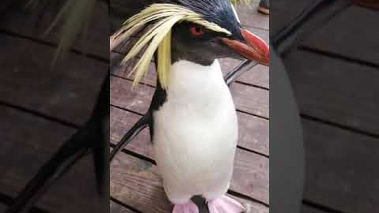 The days of our penguin lives