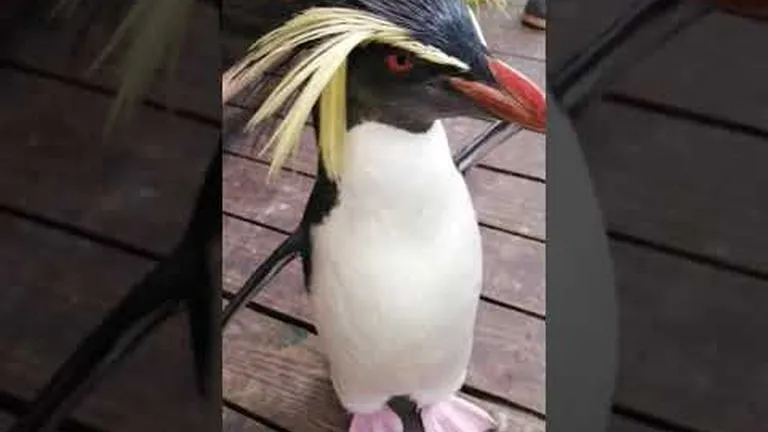 The days of our penguin lives