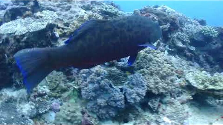 Social distancing: novel ways sea animals stay in touch and communicate with each other