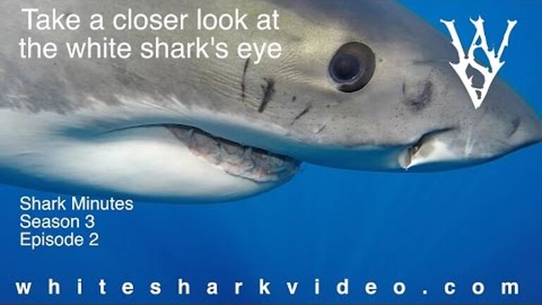 Look here! how well do sharks see?